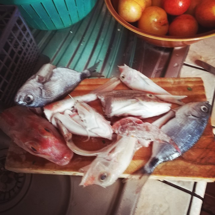 cibo