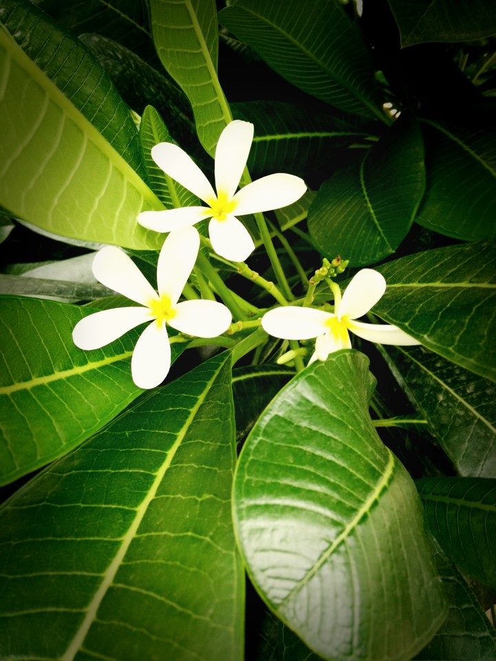 white flowers