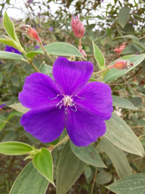 Flores violeta.
