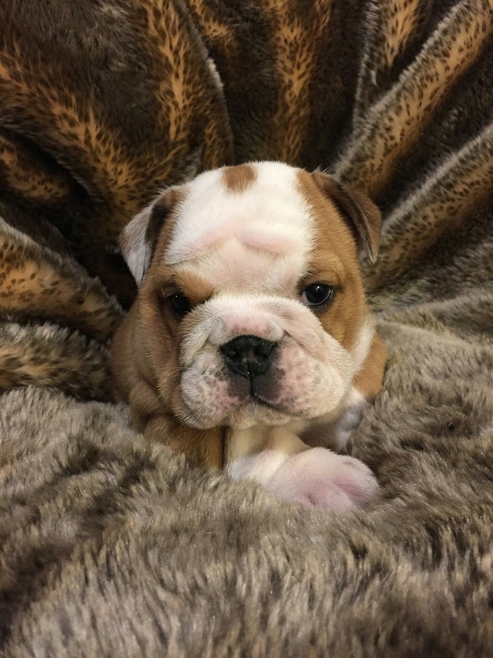 buldog angielski