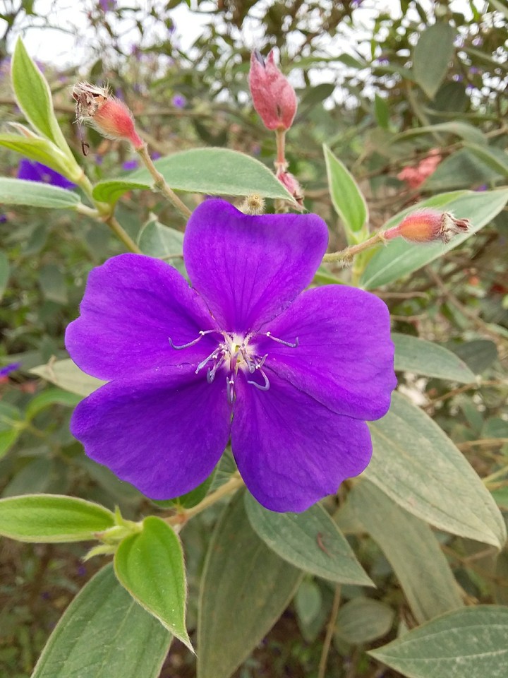 Flores violeta.