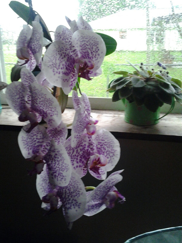 Orchid