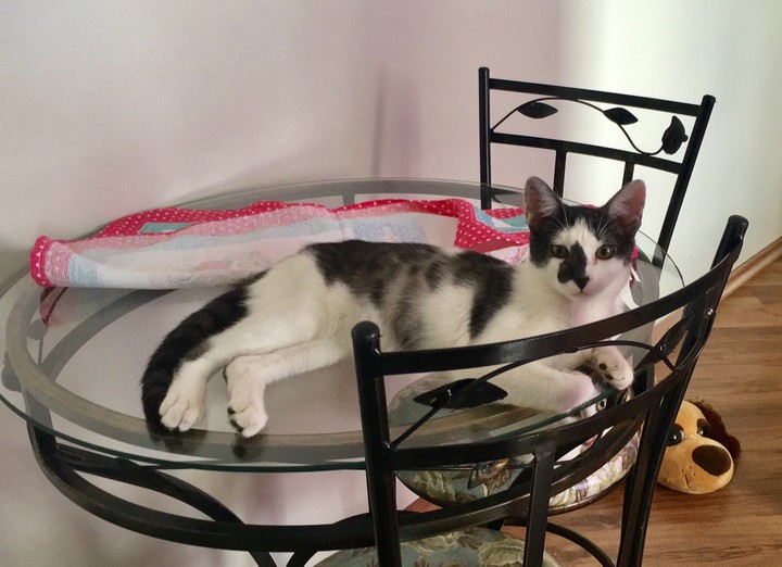Gato na Mesa