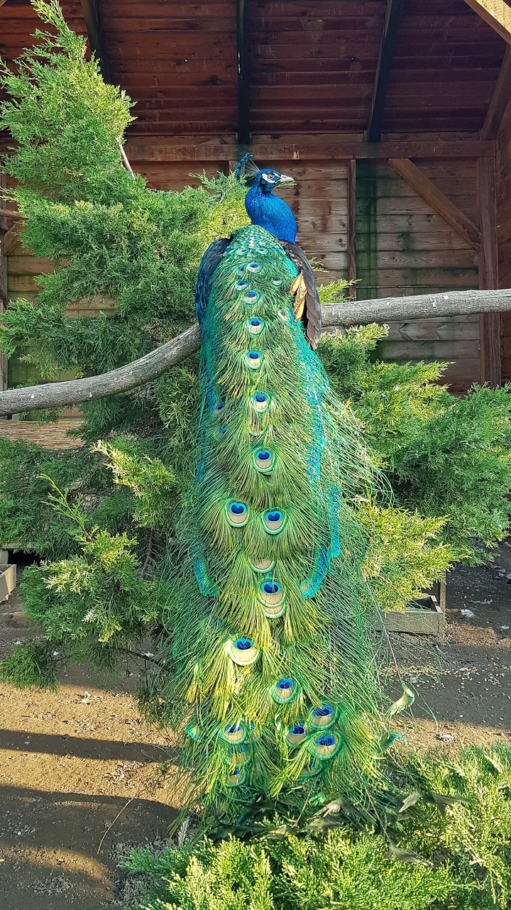 Peacock