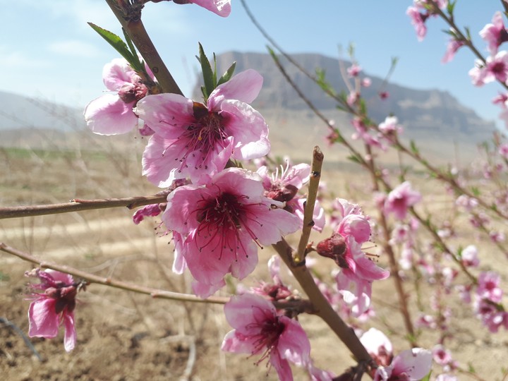 pink flower
