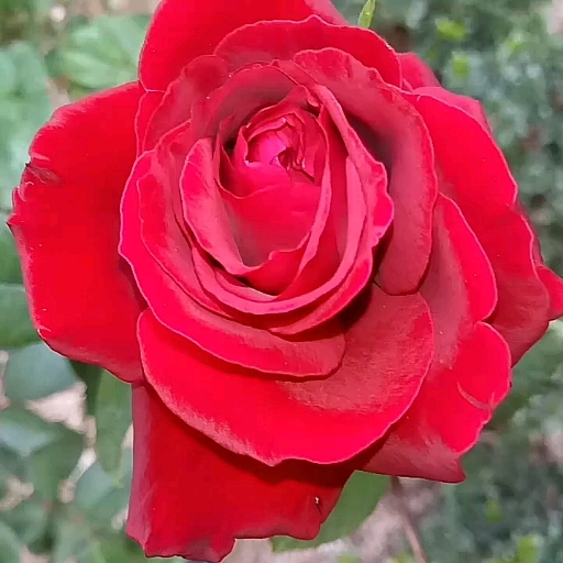 #ROSE