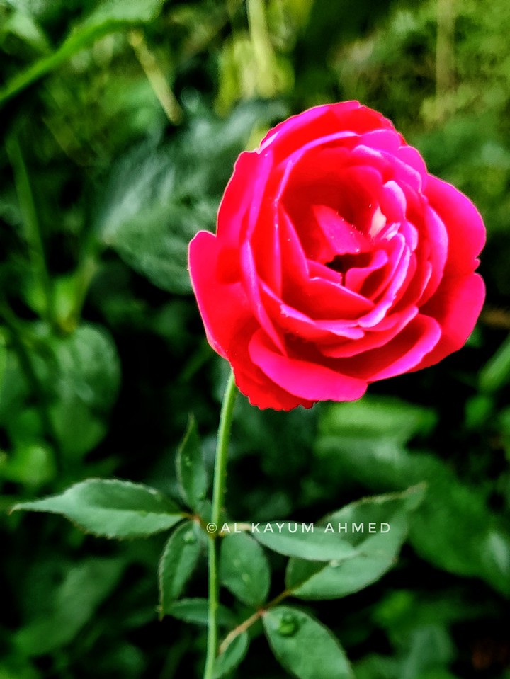 Red Rose