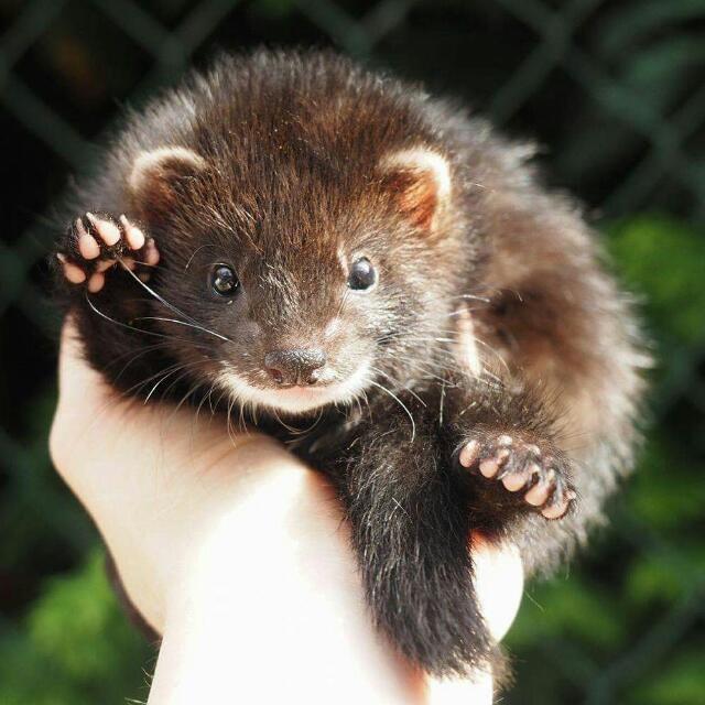 Puppy ferret)))