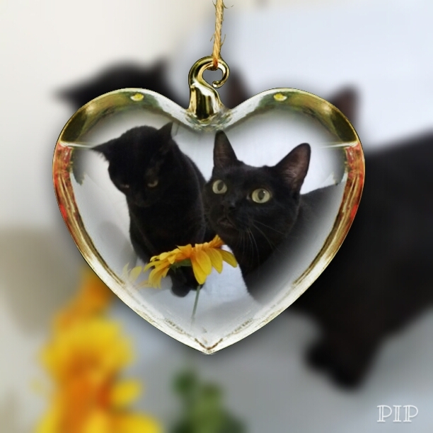 Amor animal