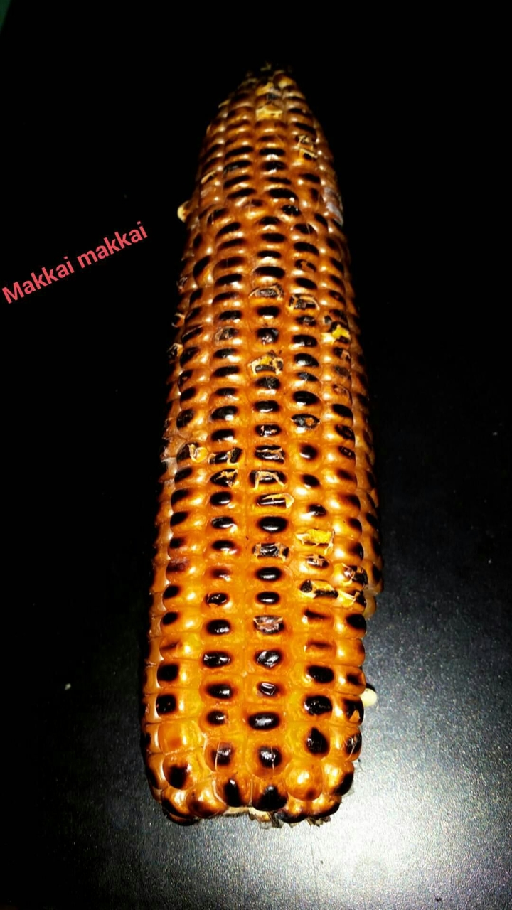 maize