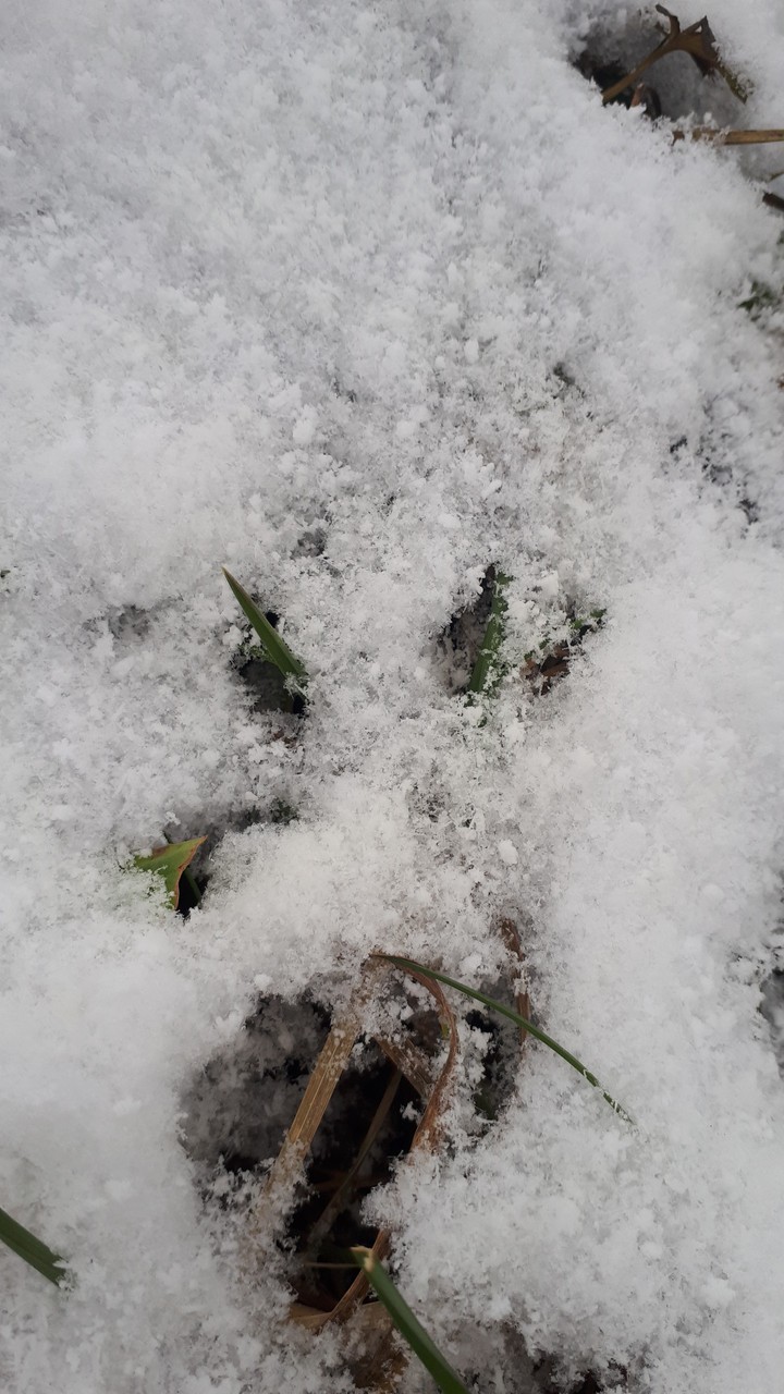 snow