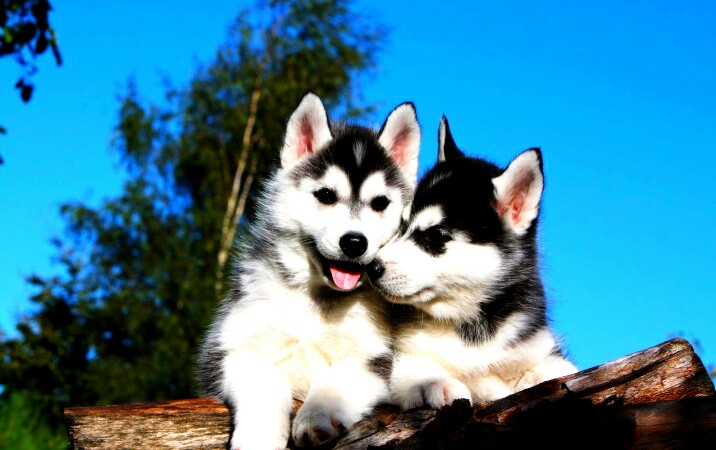 young hasky friend