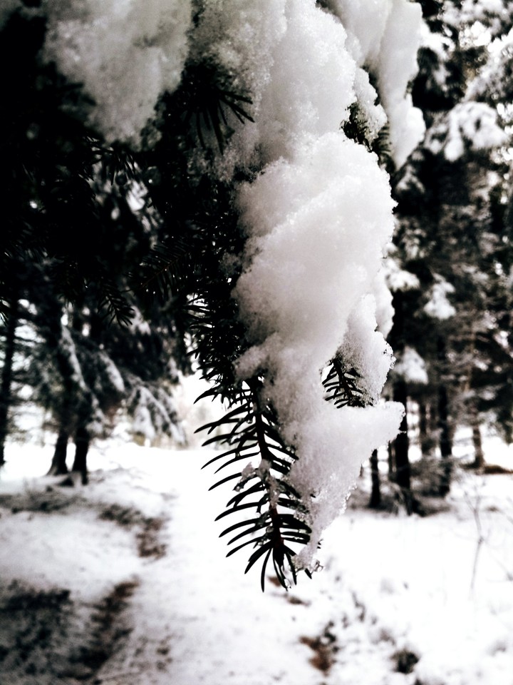 Snow in forest