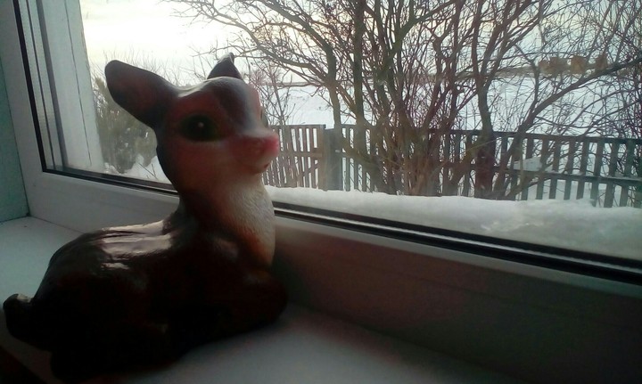 fawn