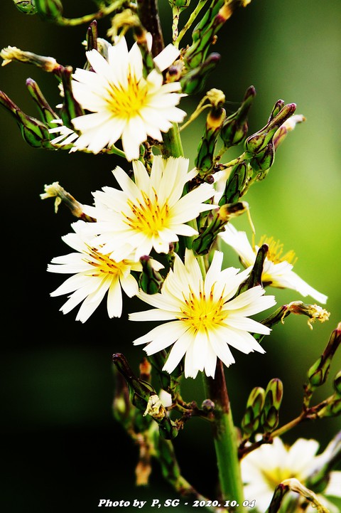 植物, flower壁纸