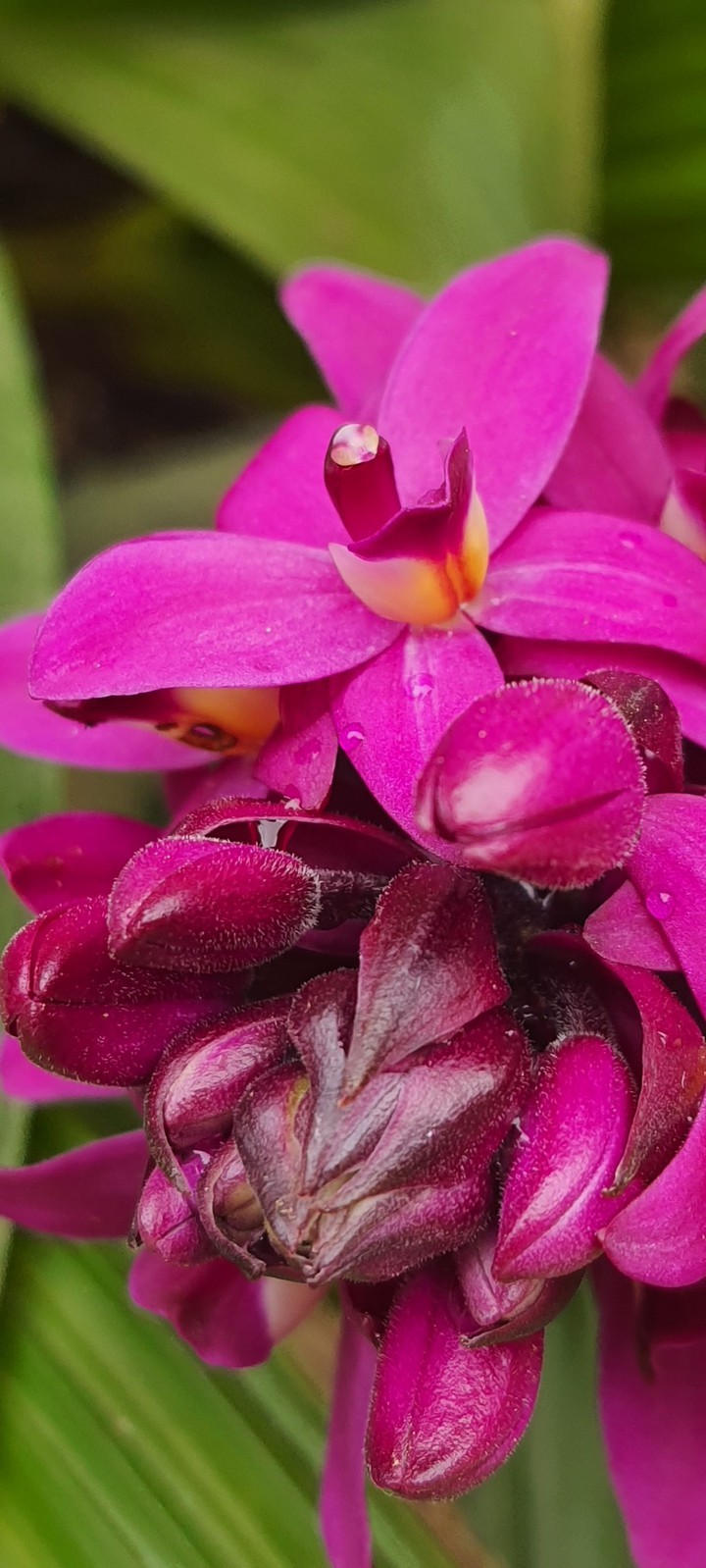 Pink Flower