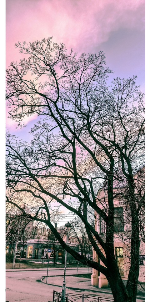 sfondi twig, sky