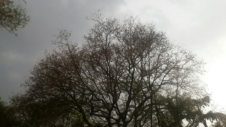 Tree 3