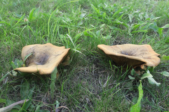 champignons