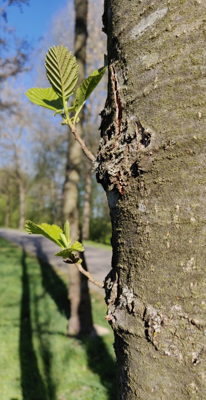 Tree leaves are started blooming