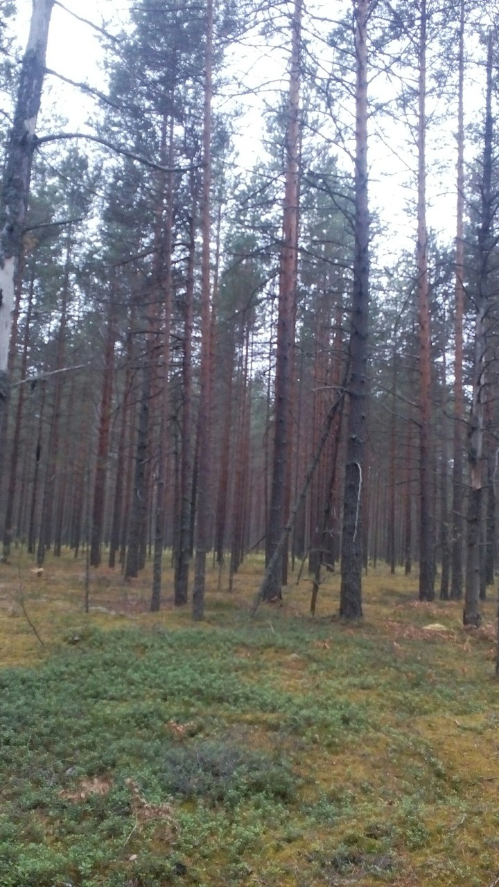 Bor forest