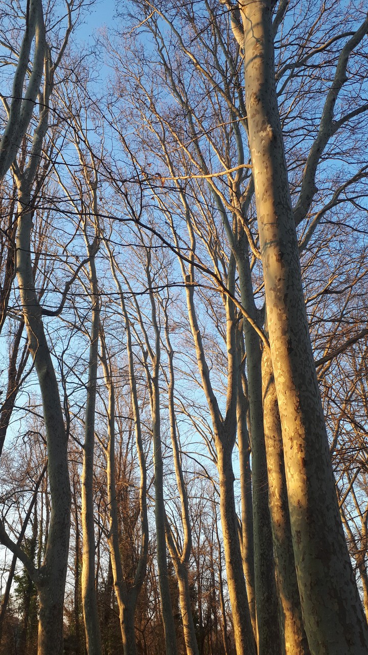 Arbres d'hiver