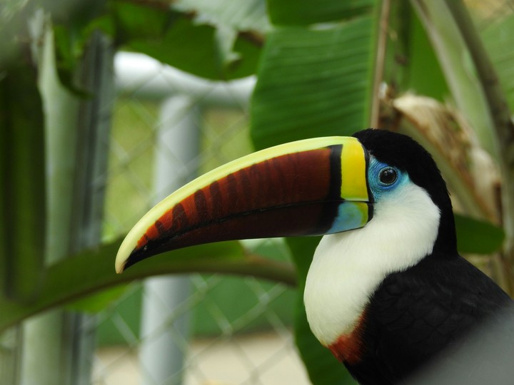 Tucano Manaus
