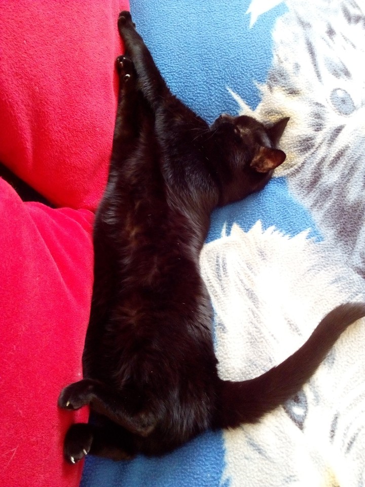 Jenny fait sa sieste.