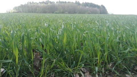 sfondi lawn, crop