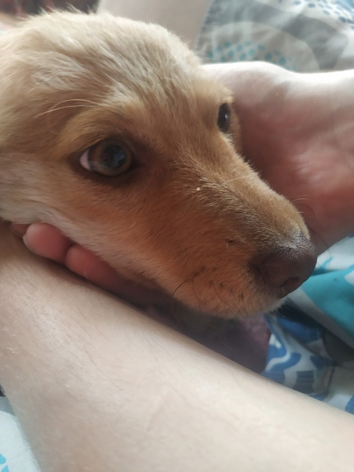 dog