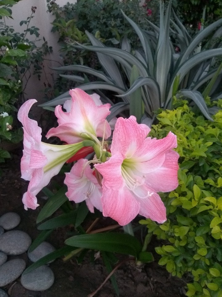 pink
