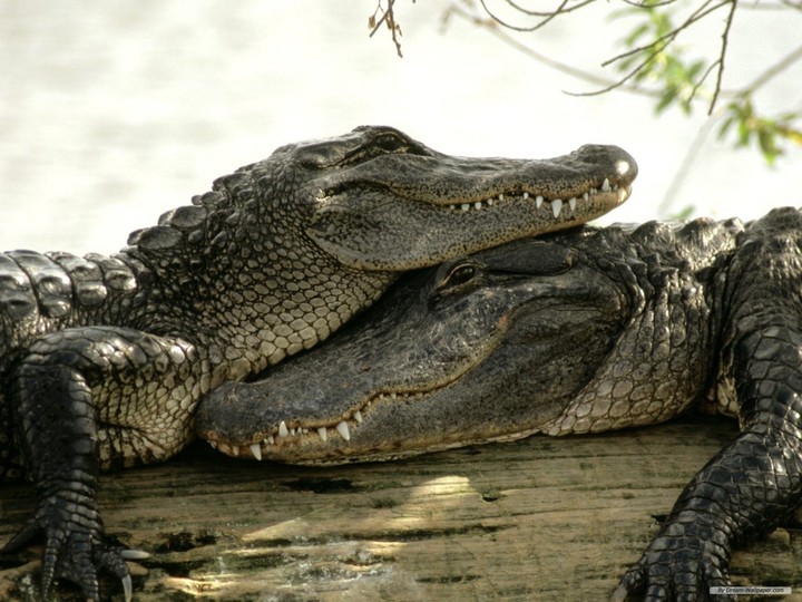 Crocodiles in love❣️