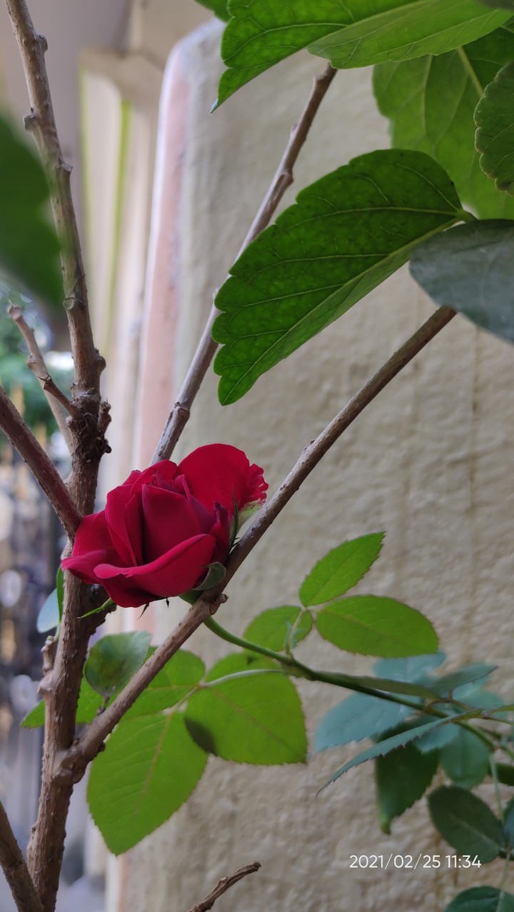? rose❤️