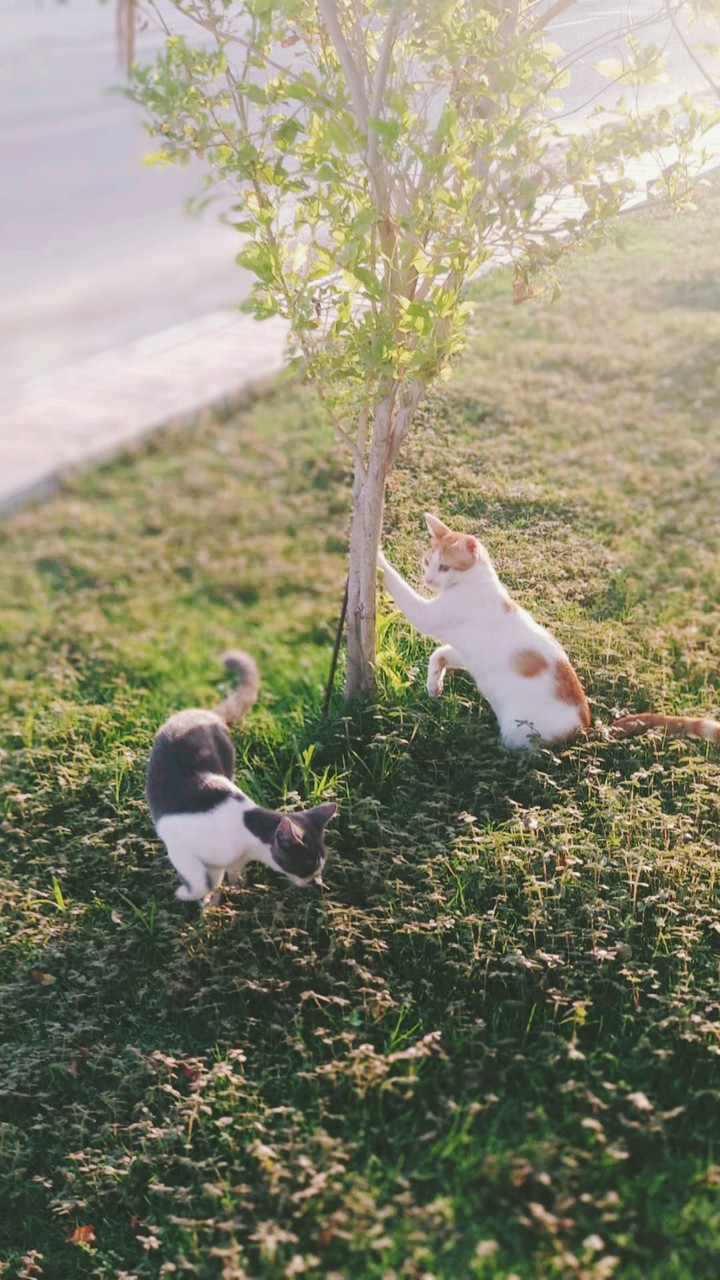mobile photography