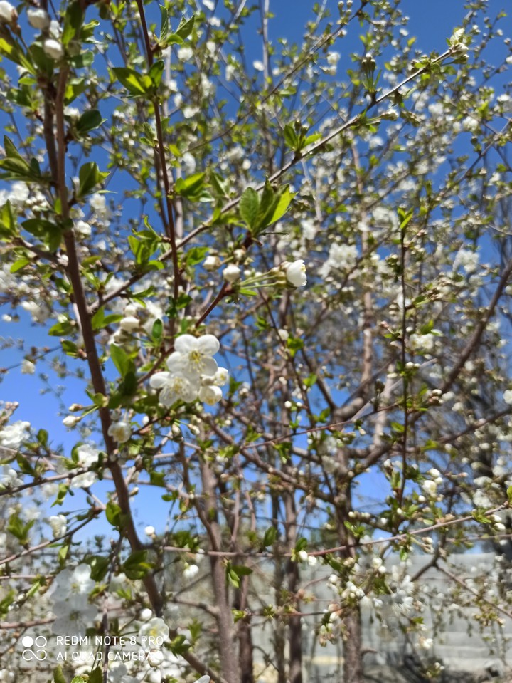 spring blossoms