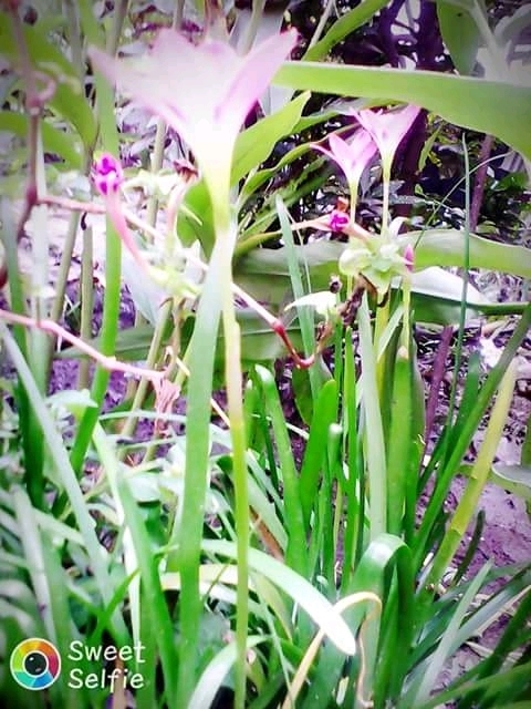From my garden