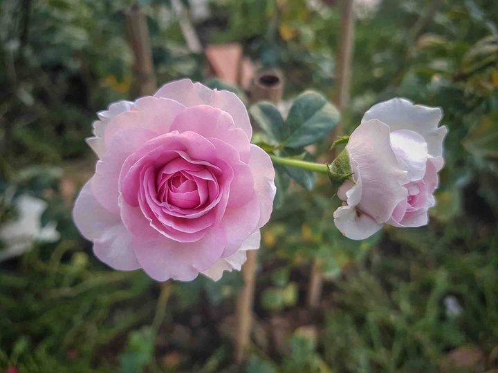 Roses