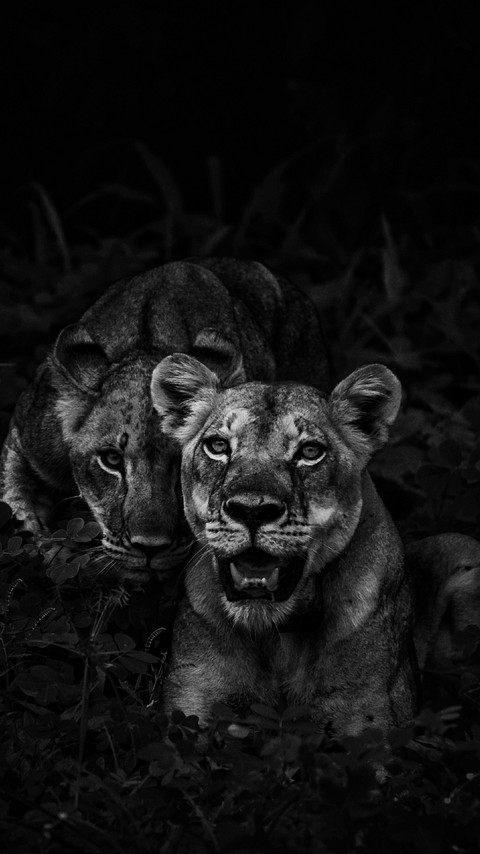 BigCats