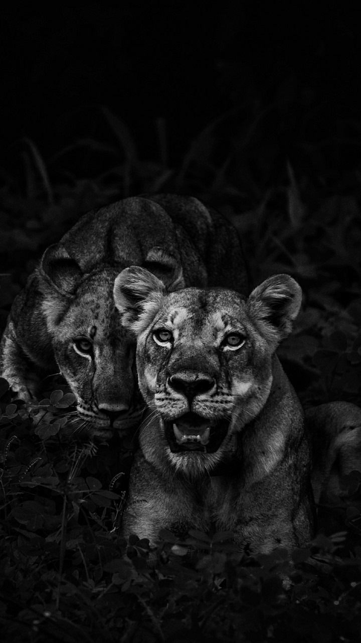 BigCats