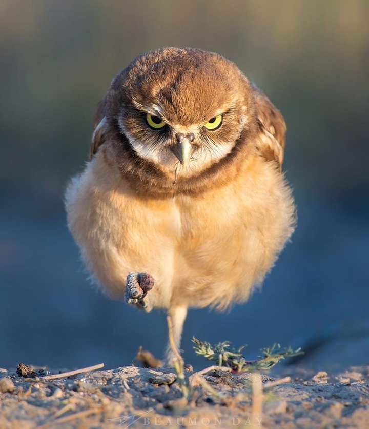rapace qui boude