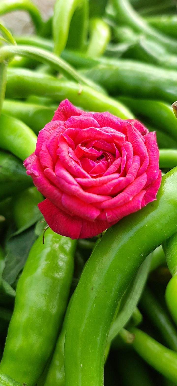 the rose