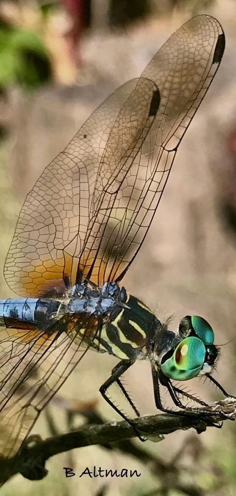 Colorful insect (B. Altan ed.)