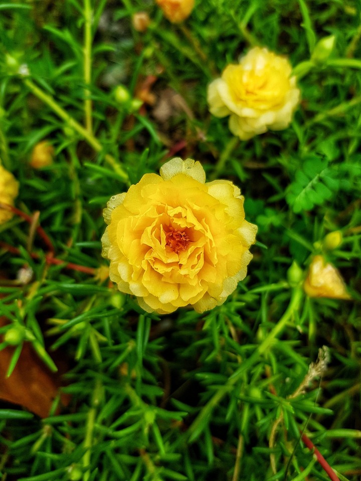 Flower Portulaca oleracea