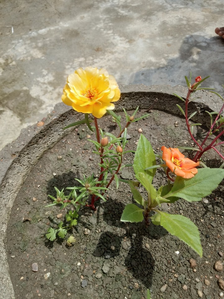 Flowers