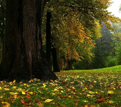 Autumn is coming