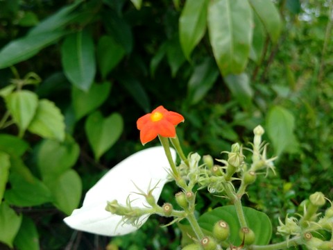 Florida