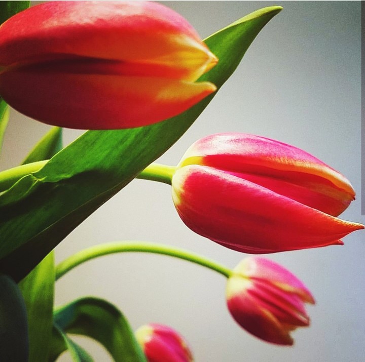 tulips