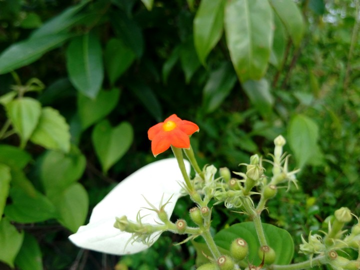 Florida