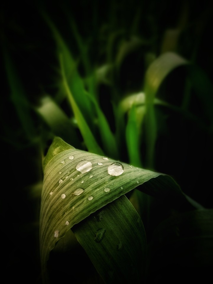 Drop and Leaf vs Leaves