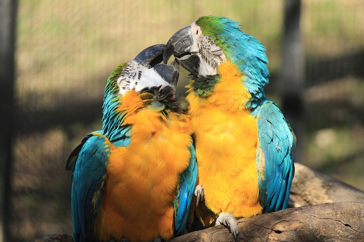 Bird Cuddles